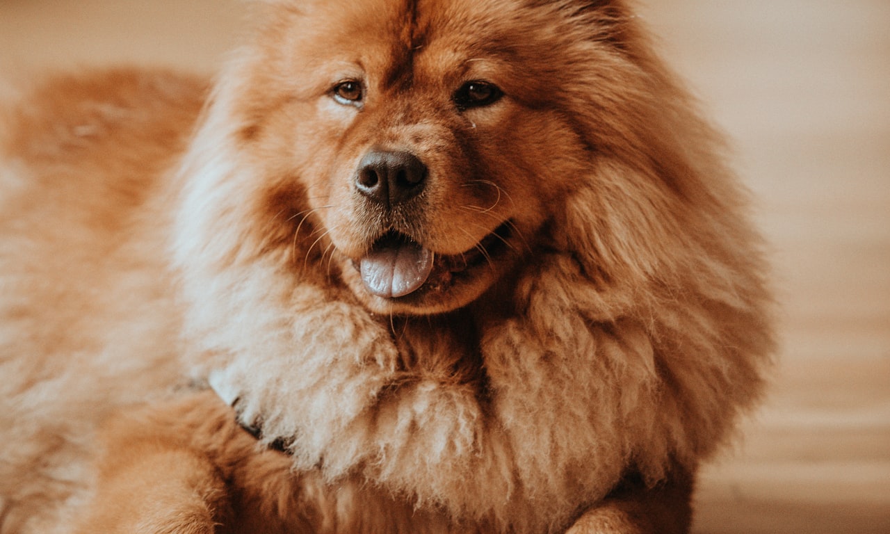 Introduction à la pointe de chien : Types, histoire et avantages