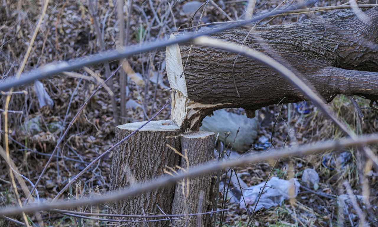 Dangers du sel sur les voies ferrées : Implications légales et environnementales